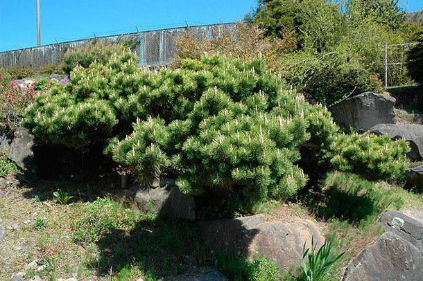 Pin japonez negru "Seyonara" 0.50 m - 0.80 m / Pinus thunbergii "Seyonara" / gradina-noastra