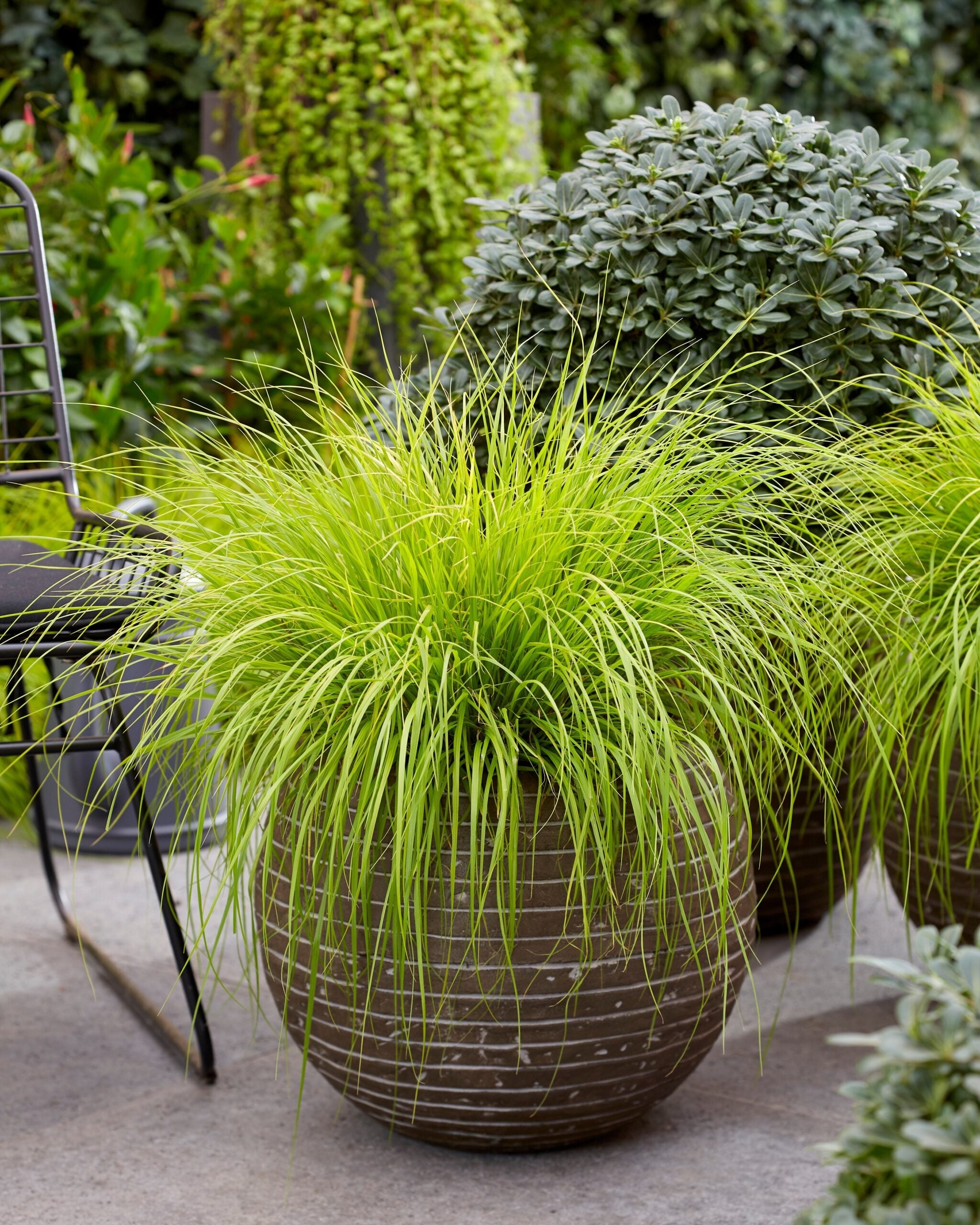Pennisetum alopecuroides "JS Jommenik" 0.10 - 0.20 m