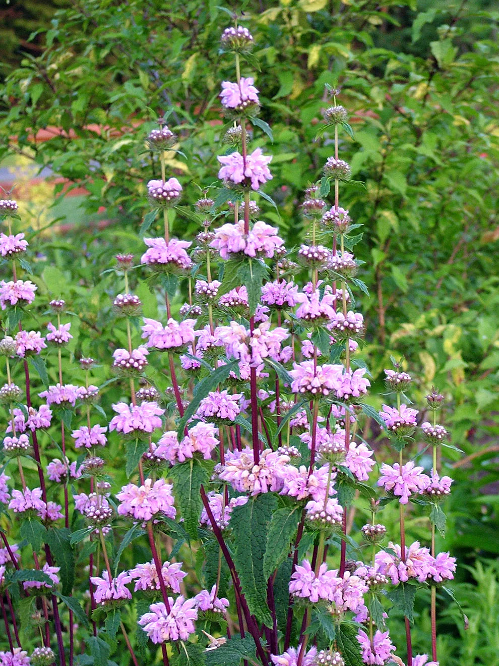 Phlomis tuberosa 0.10 - 0.20 m