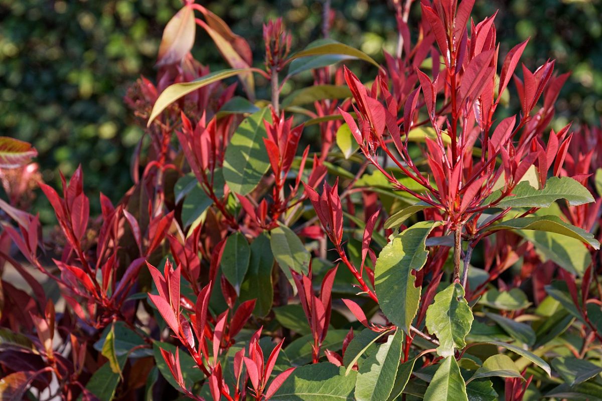 Photinia "Red Robin" 1.00 - 1.20 m / Photinia serulata "Red Robin"/ - Gradina Noastra