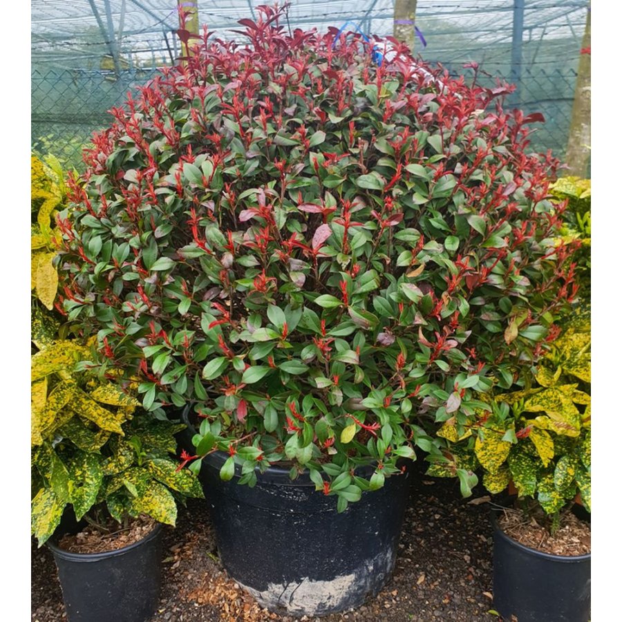 Photinia "Red Robin" minge 0.80 - 1.00 m / Photinia serulata "Red Robin"/