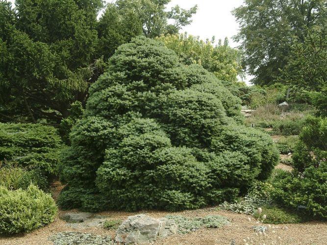 Molid sarbesc "Nana" 0.40 - 0.60 m / Picea omorika "Nana" / gradina-noastra