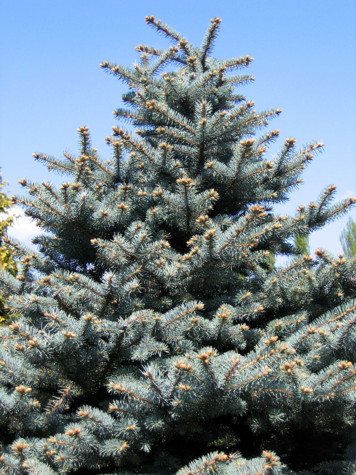 Molid argintiu "Super Blue" 0.50 - 0.60 m / Picea pungens picea "Super Blue"/