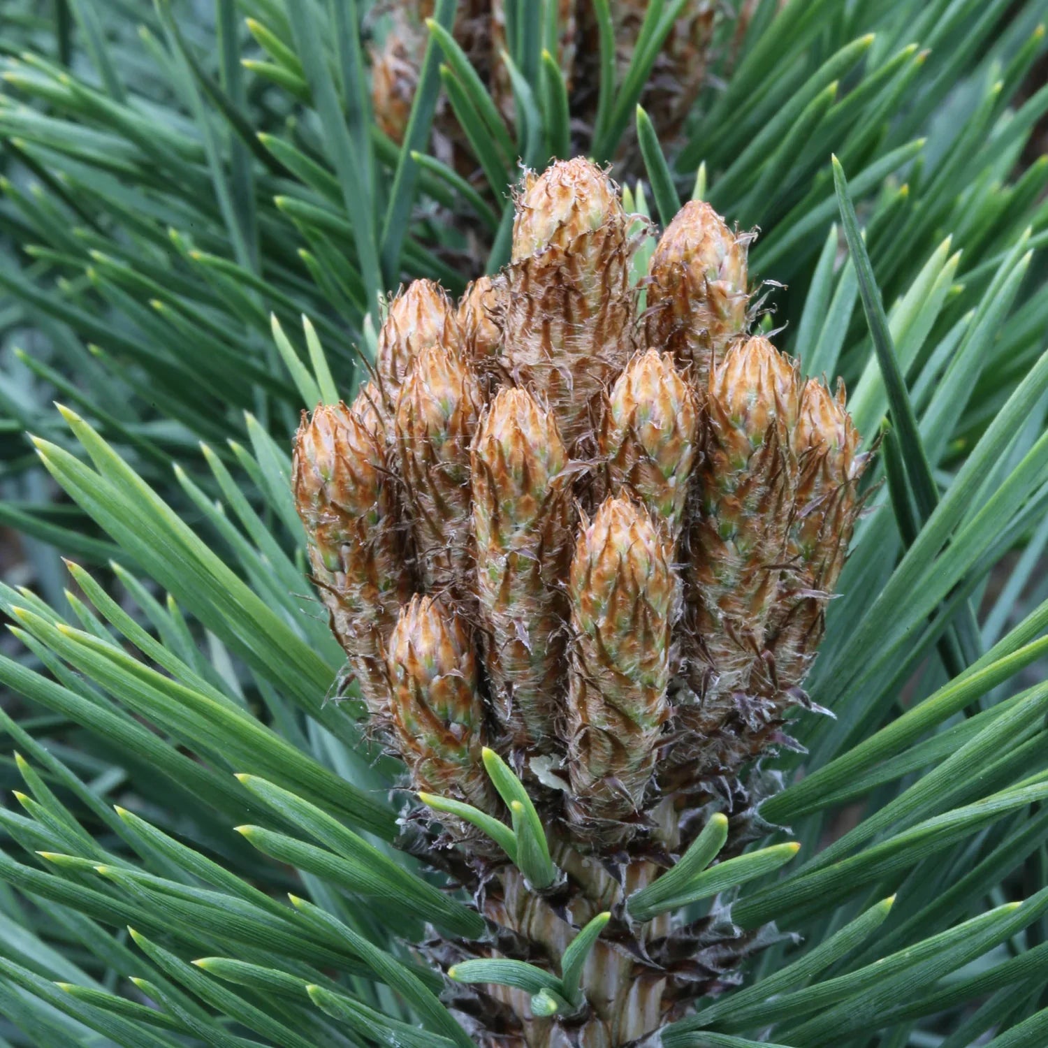 Pin negru "Pierrick Bregeon" pomisor / Pinus nigra "Pierrick Bregeon" /