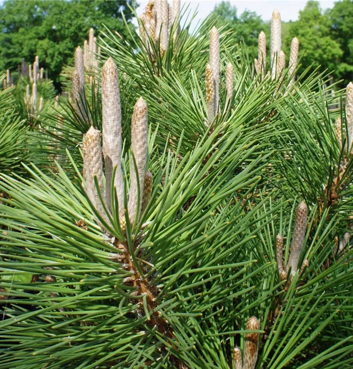 Pin japonez negru "Seyonara" 0.50 m - 0.80 m / Pinus thunbergii "Seyonara" / gradina-noastra