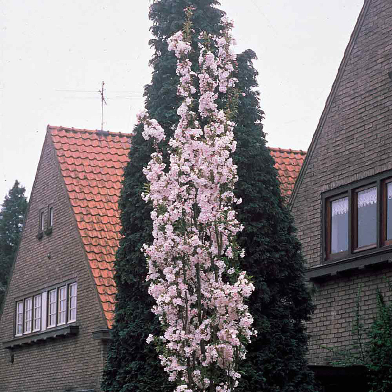 Cires japonez "Amanogawa" 2.00 - 2.50 m / Prunus serrulata "Amanogawa" /