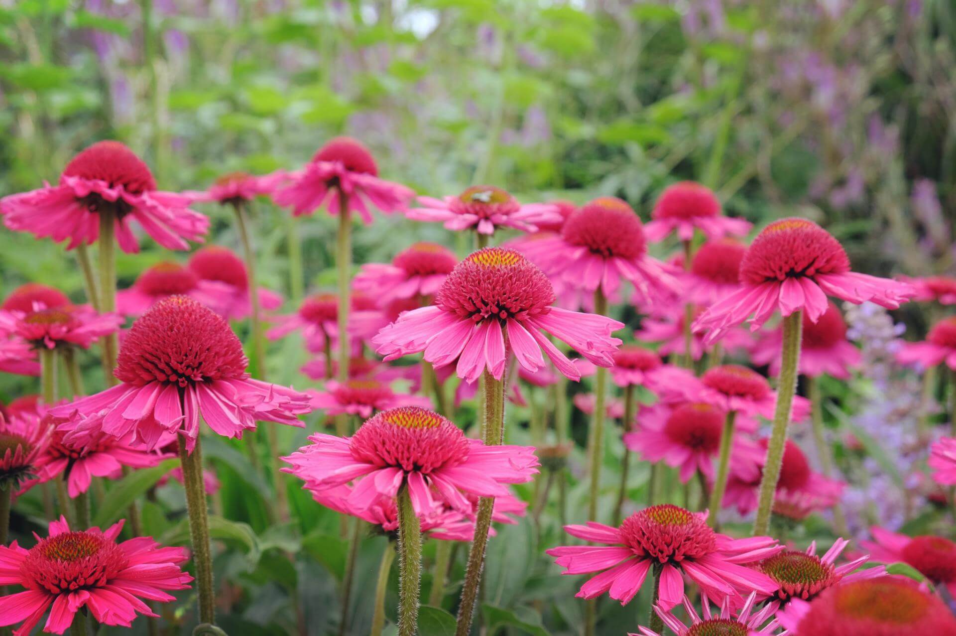 Echinacea purpurea 'Delicious Candy'  0.20 - 0.40 m