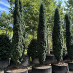 Tisa columnara "Fastigiata Robusta" / Taxus baccata "Fastigiata Robusta" /