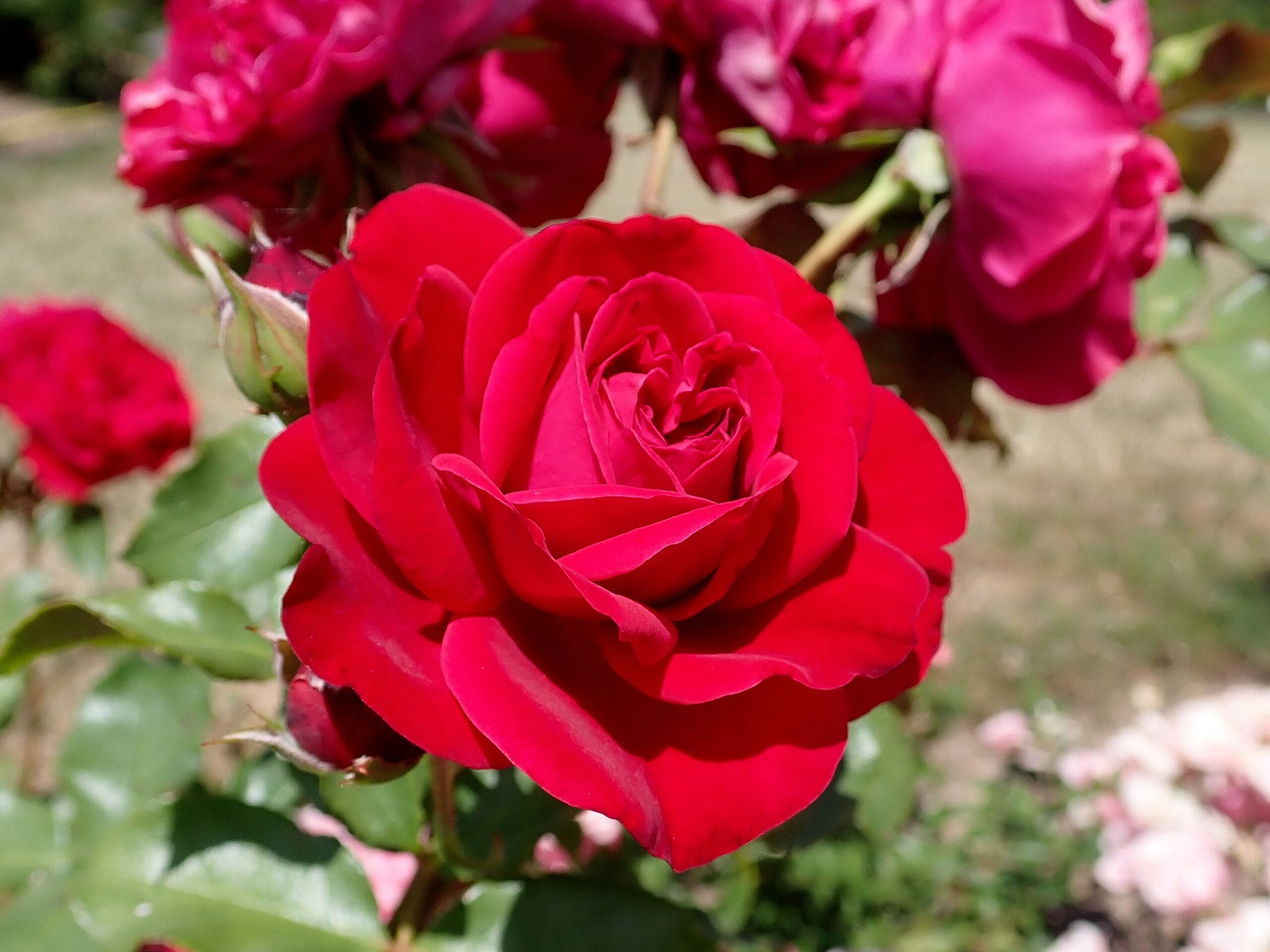 Trandafir pe picior "Red Meilove" 1.20 - 1.30 m (Rosa "Red Meilove")