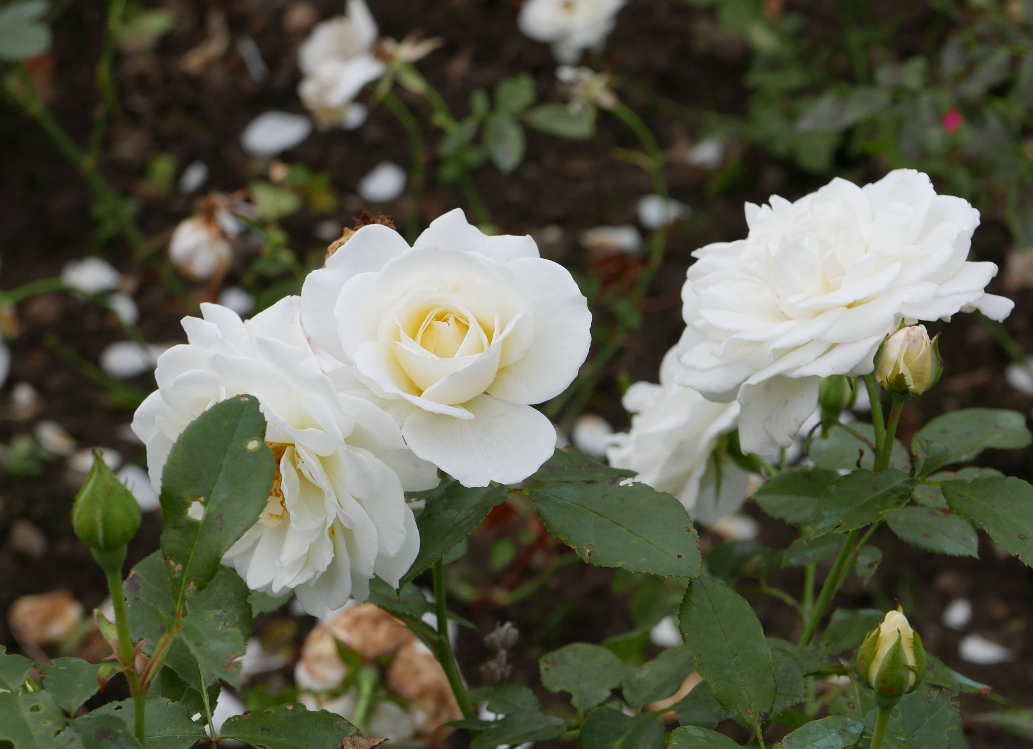 Trandafir pe picior "Kristal" 1.20 - 1.30 m (Rosa "Kristal")