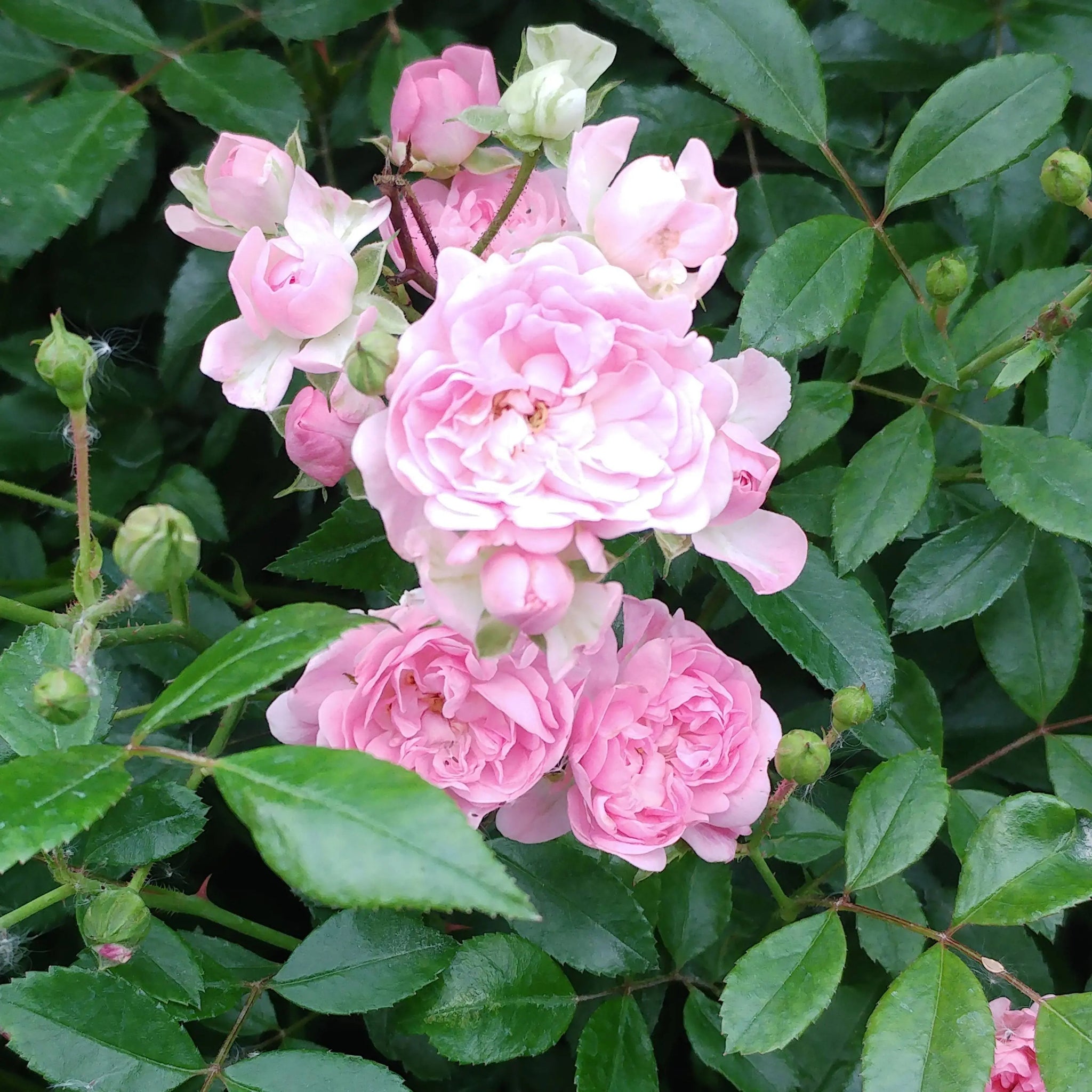 Trandafir pe picior "The fairy" 1.20 - 1.30 m (Rosa "The fairy")