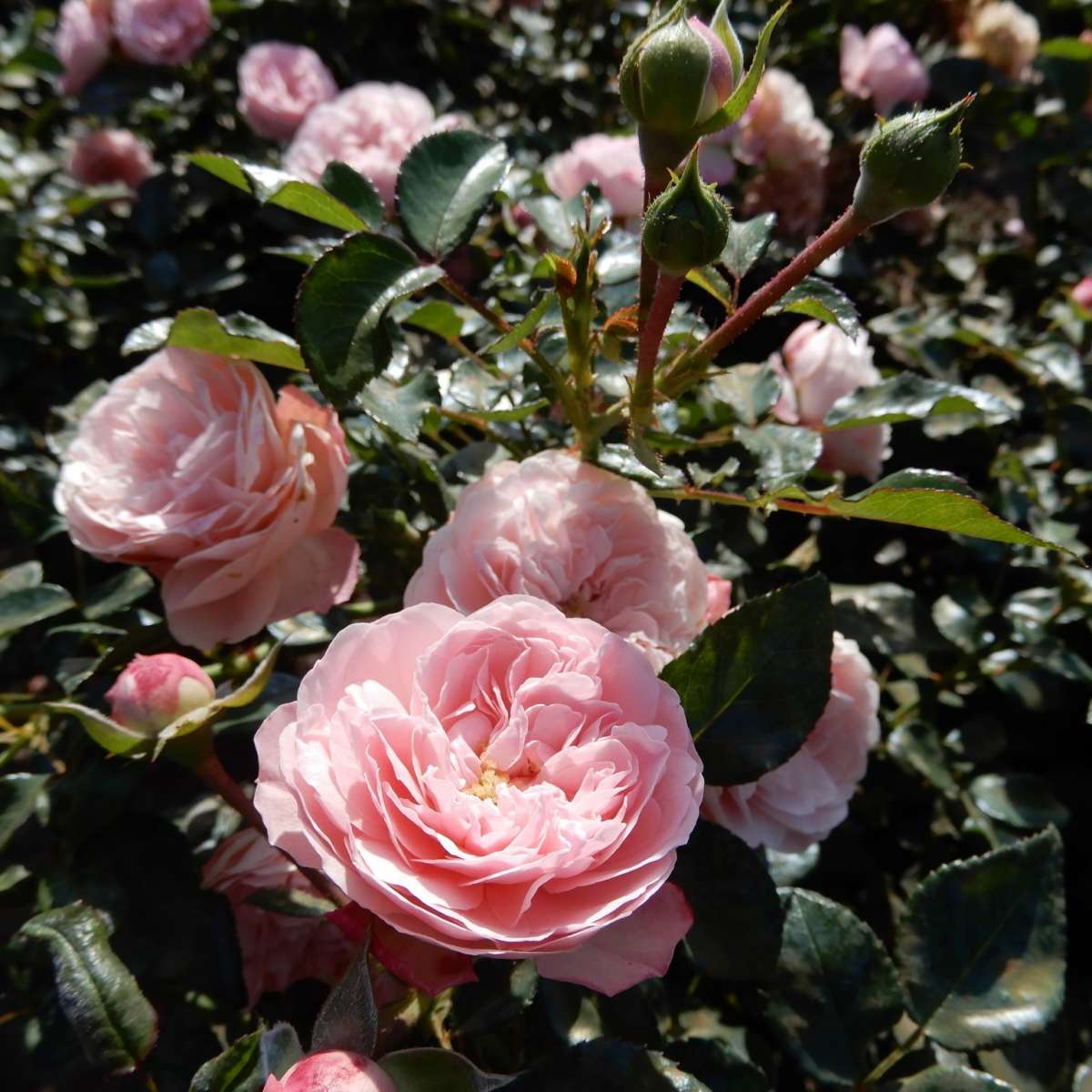 Trandafir pe picior "Rose Mailove" 1.20 - 1.30 m (Rosa "Rose Mailove")