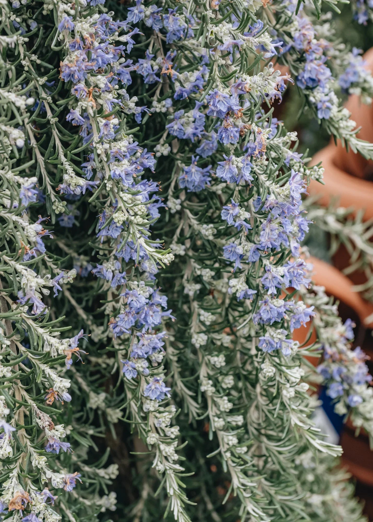 Rozmarin "Prostratus" 0.50 - 0.70 m / Rosmarinus officinalis "Prostratus"/