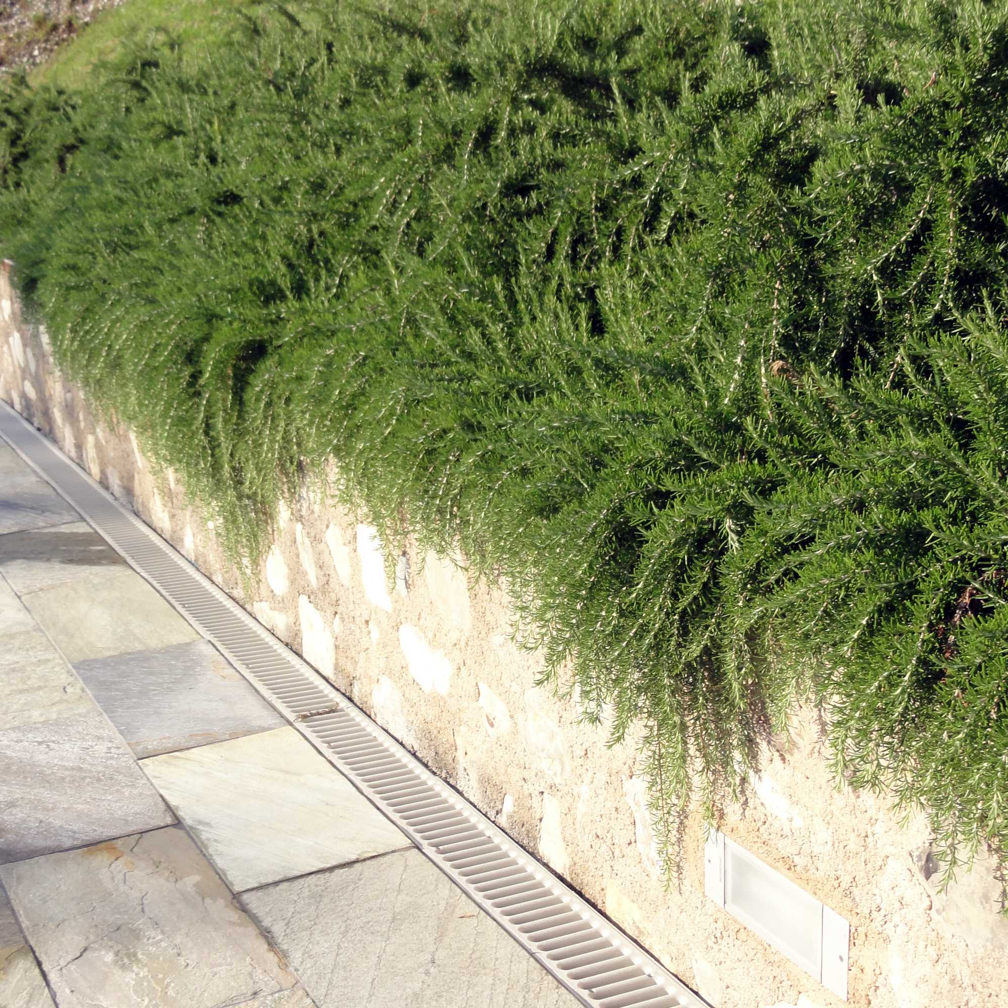 Rozmarin "Prostratus" 0.50 - 0.70 m / Rosmarinus officinalis "Prostratus"/