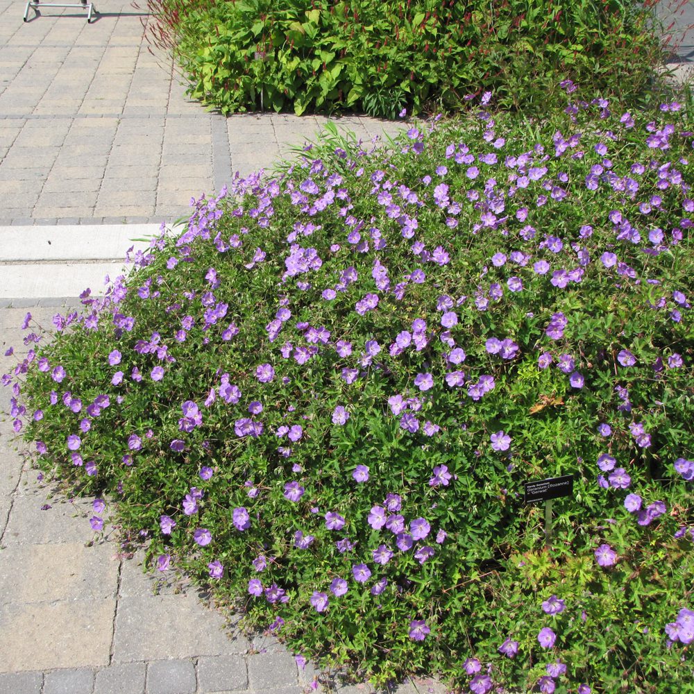 Geranium "Rozanne"