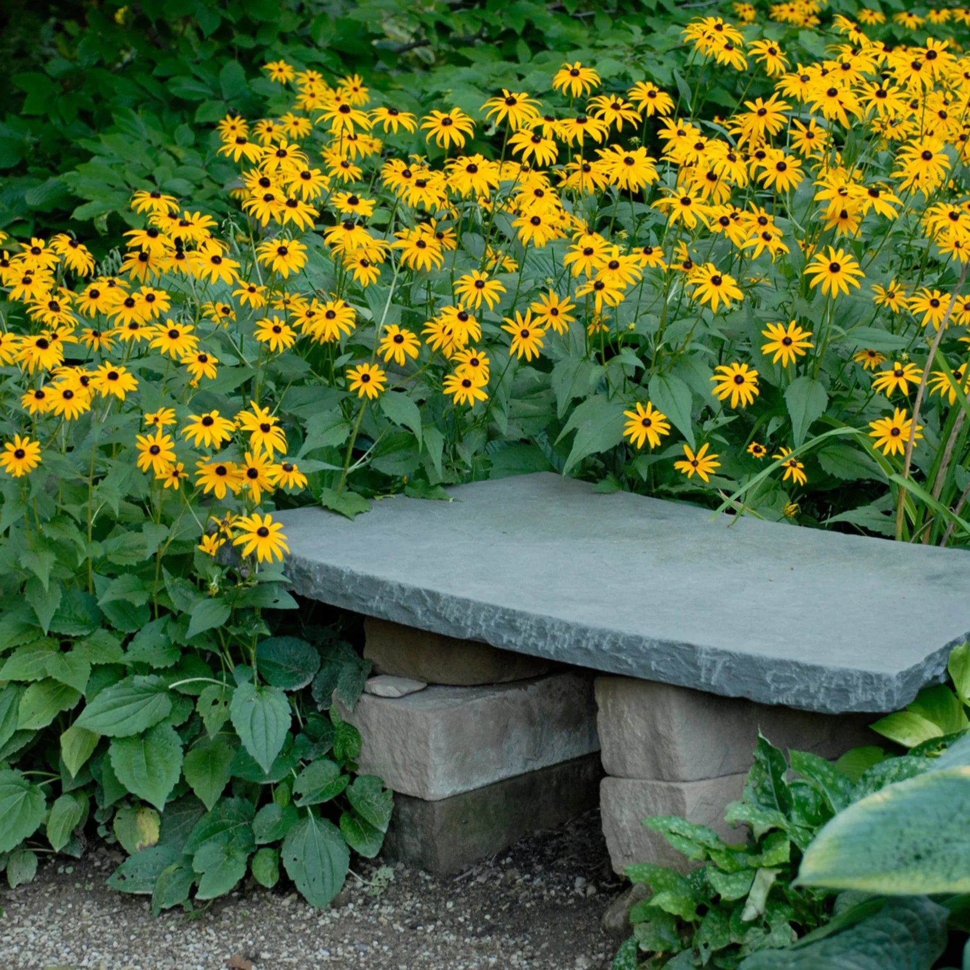 Rudbeckia fulgida "Goldsturm"
