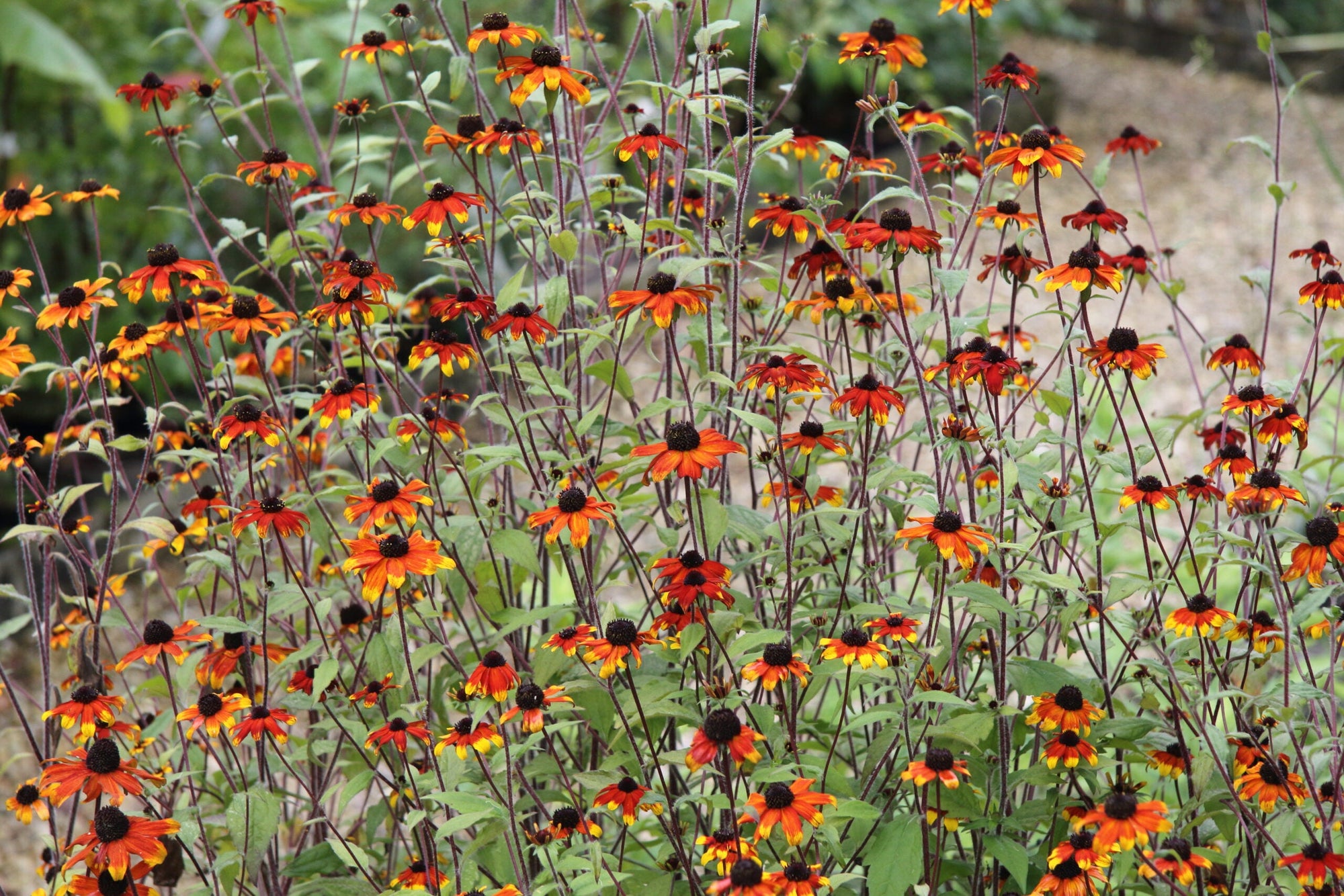Rudbeckia triloba "Prairie Glow"