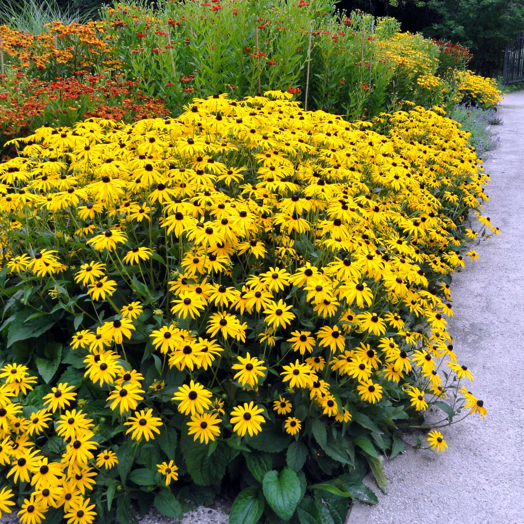 Rudbeckia fulgida "Goldsturm"