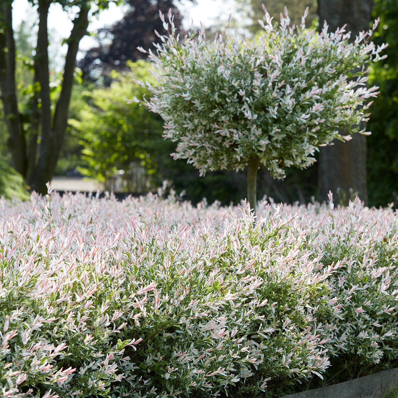 Salcie japoneza "Hakuro Nishiki" 1.30 - 1.50 m / Salix integra "Hakuro Nishiki"/