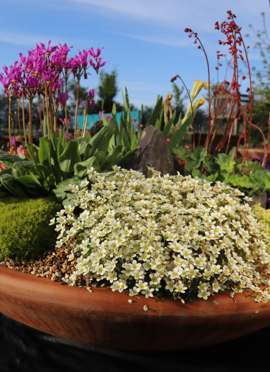 Saxifraga moschata "White Pixie"