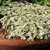 Saxifraga moschata "White Pixie"