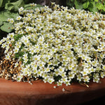 Saxifraga moschata "White Pixie"