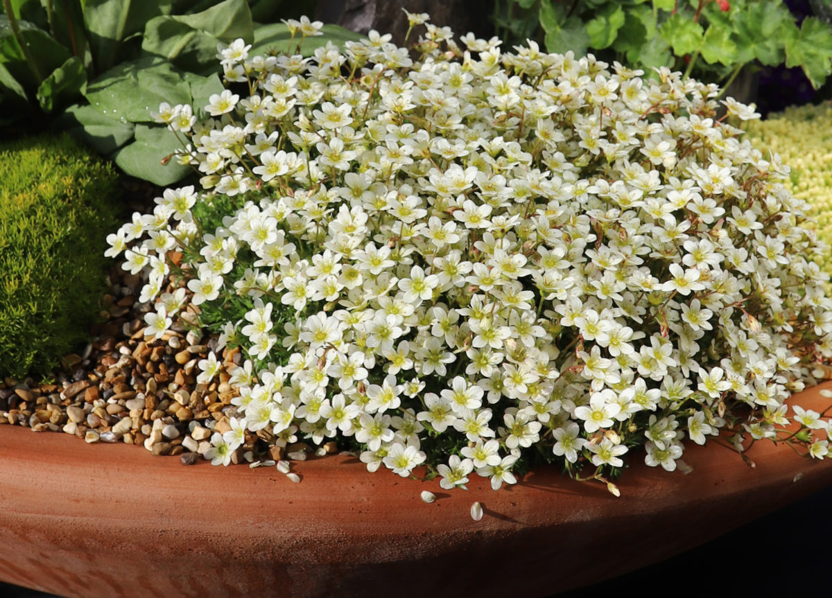Saxifraga moschata "White Pixie"