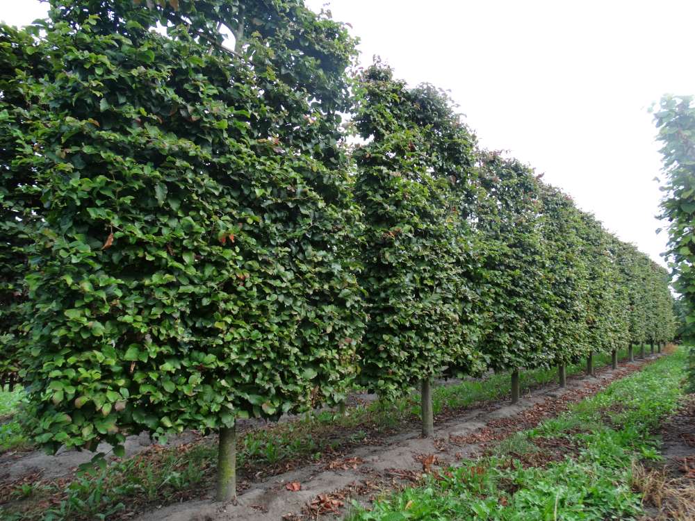 Arborele de Fier Persan palier / Parrotia persica /
