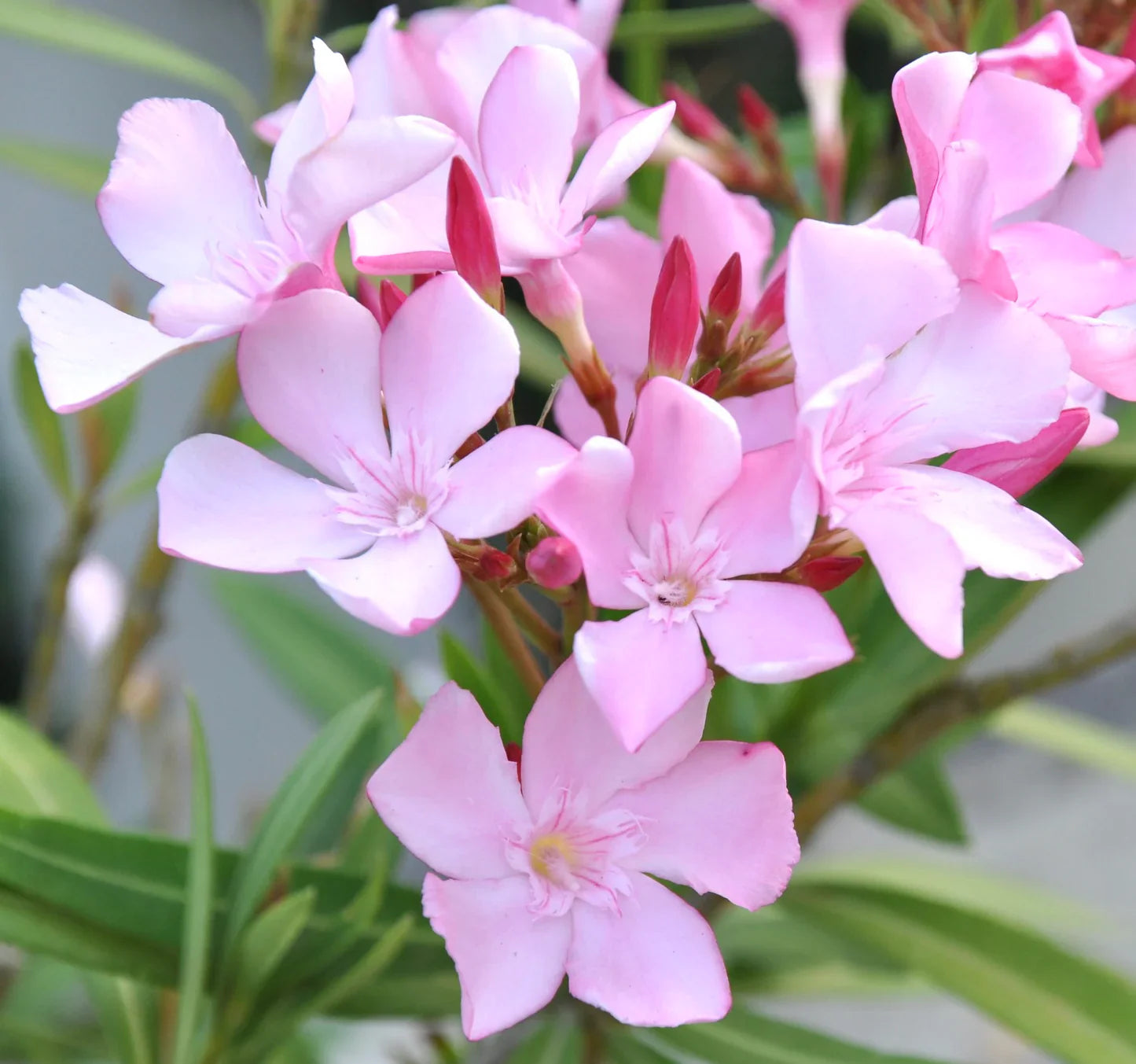 Leandru tufa diferite culori / Nerium oleander/
