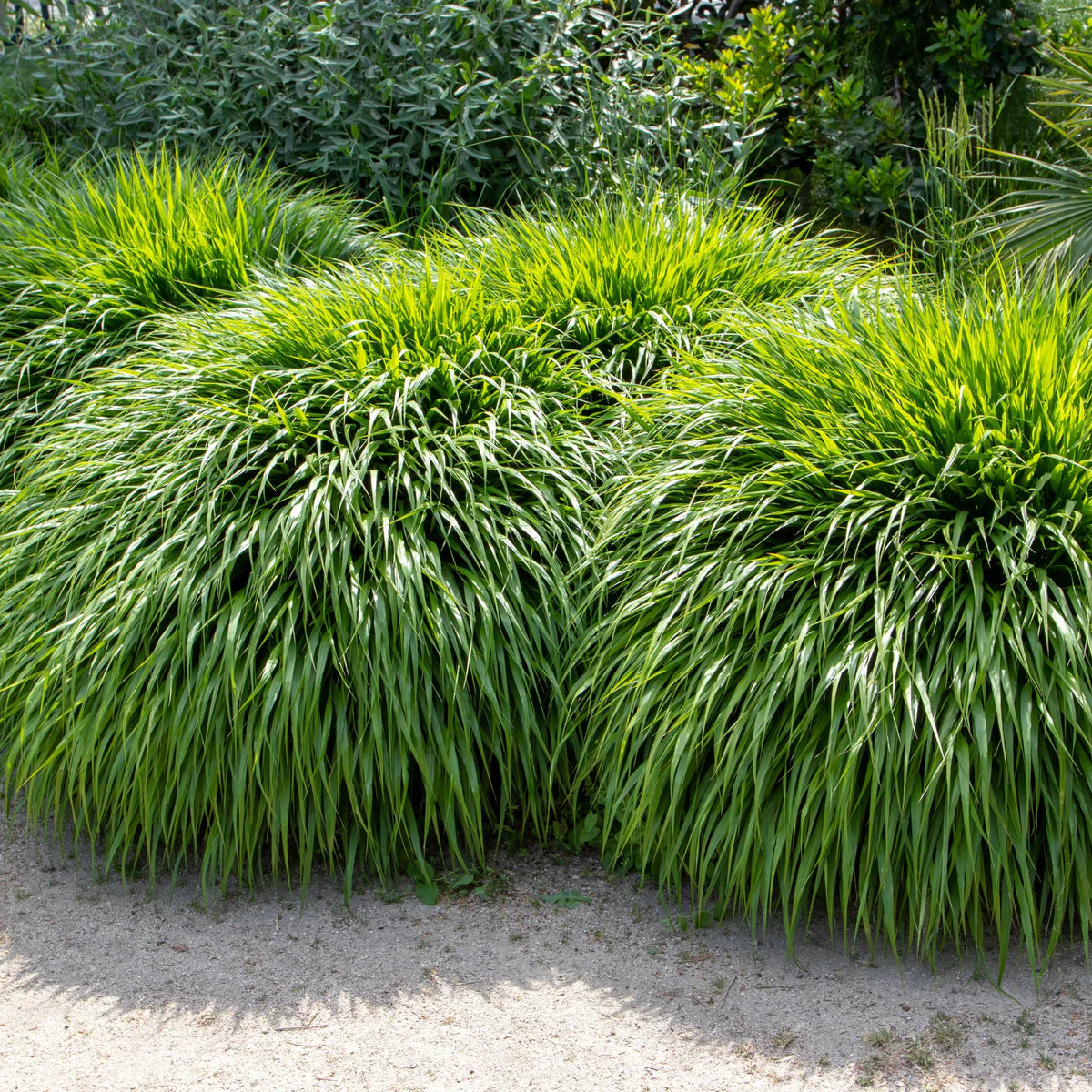Hakonechloa macra 0.20 - 0.30 m / Hakonechloa macra /
