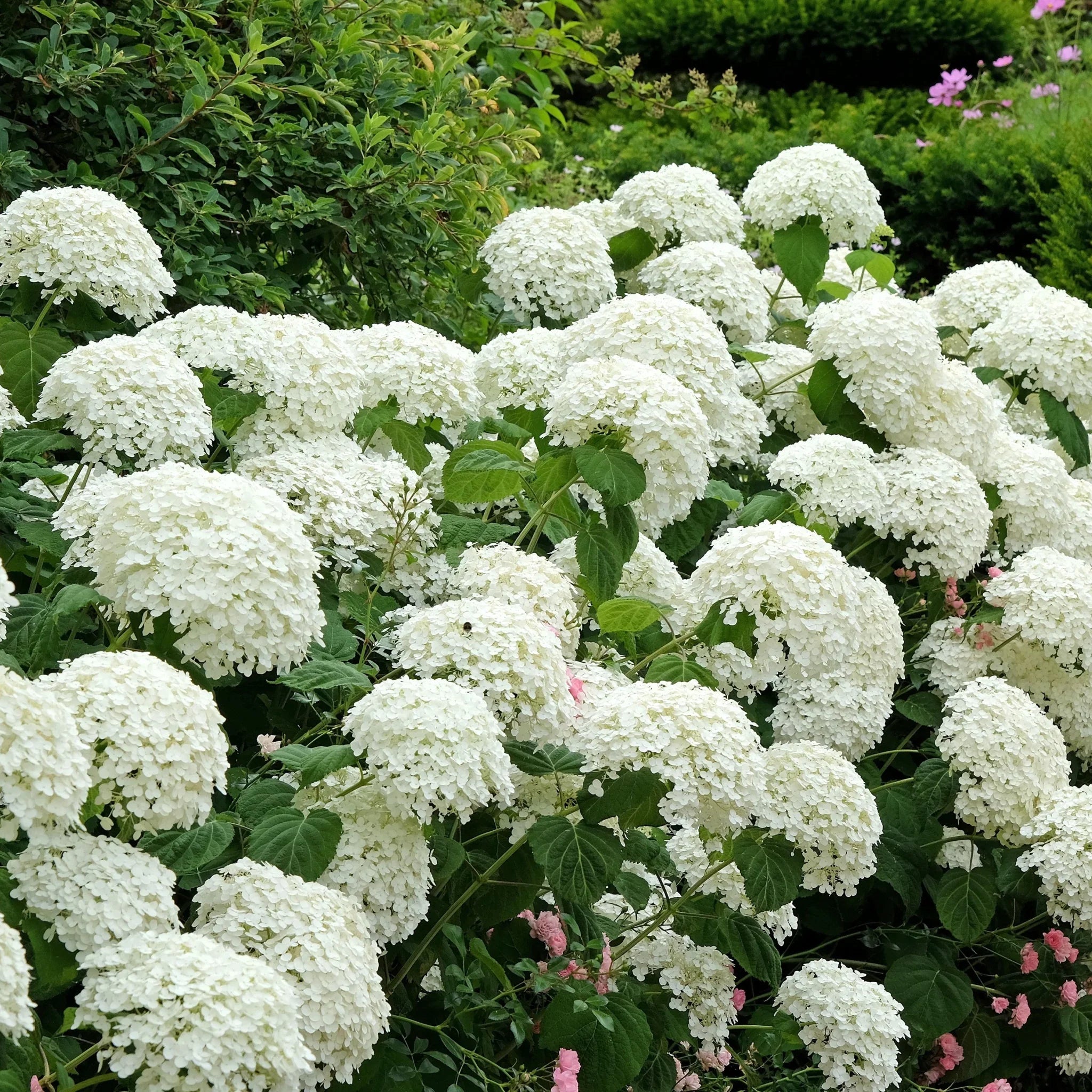 Hortensia "Strong Annabelle" 0.20 - 0.30 m / Hydrangea arborescens "Strong Annabelle"/