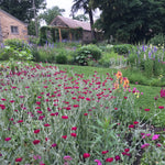 Lychnis coronaria "Atrosanguinea"