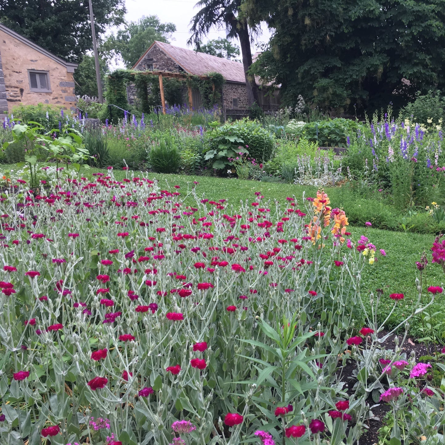 Lychnis coronaria "Atrosanguinea"