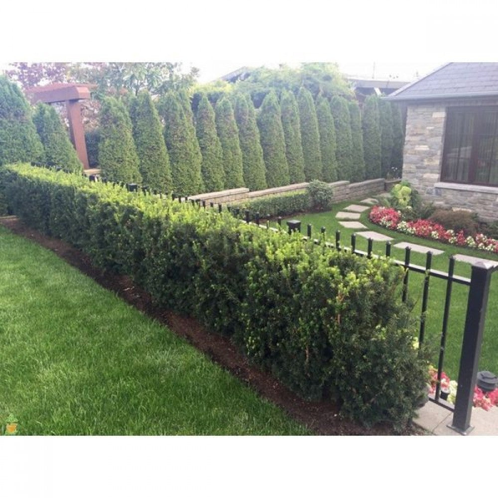 Tisa "Hillii" 0.20 m / Taxus x media "Hillii" /