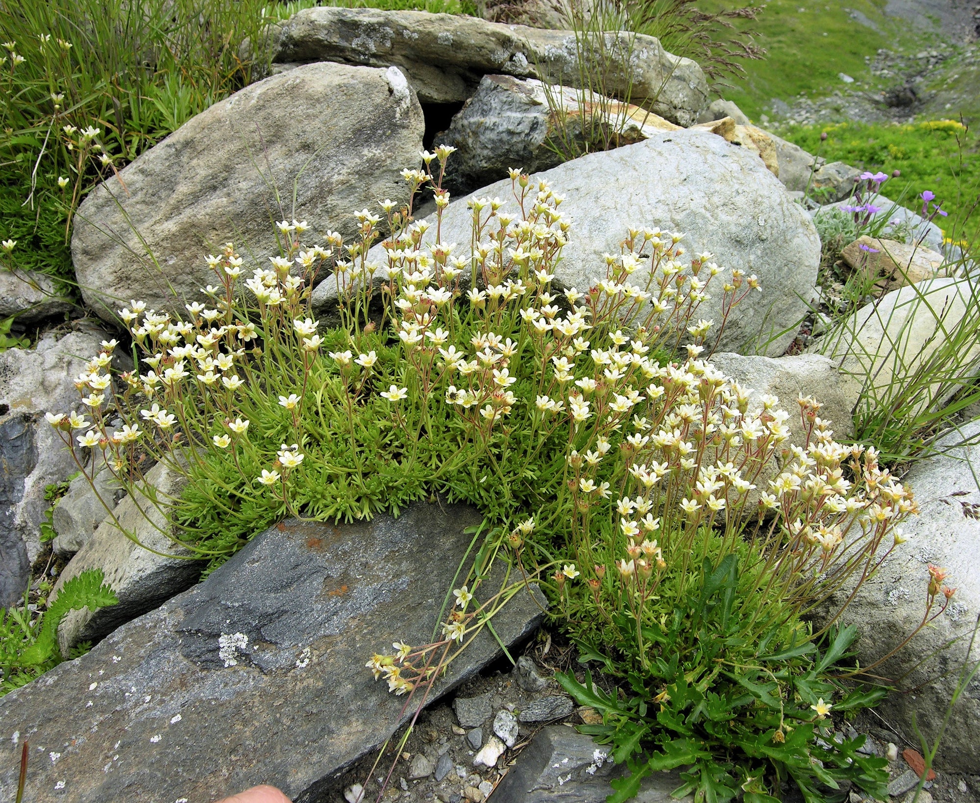Saxifraga moschata "White Pixie"