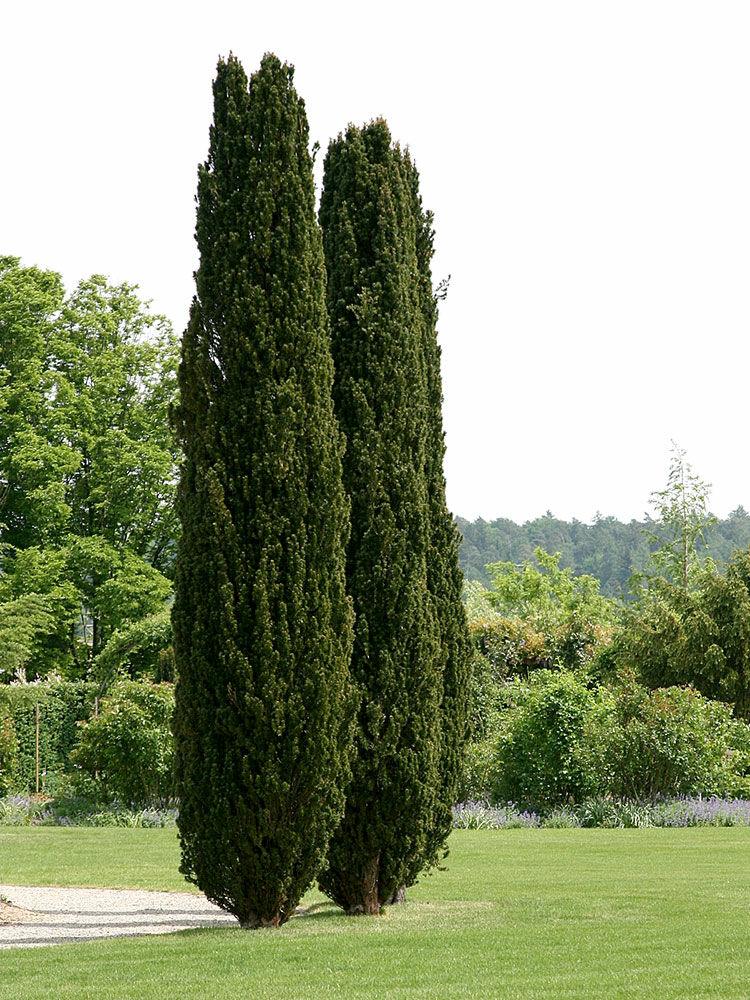 Tisa columnara 2.00 - 2.20 m / Taxus baccata "Fastigiata" / gradina-noastra