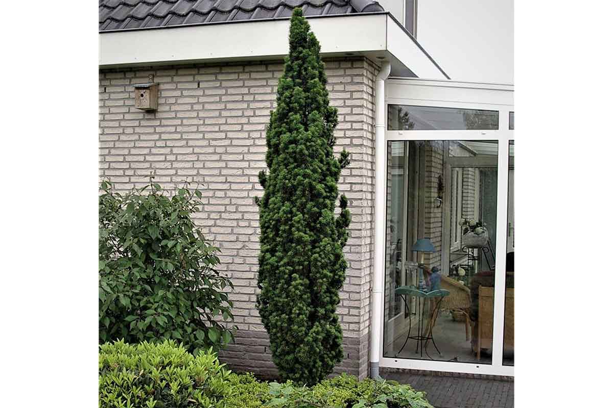 Tisa columnara "Fastigiata Robusta" / Taxus baccata "Fastigiata Robusta" /