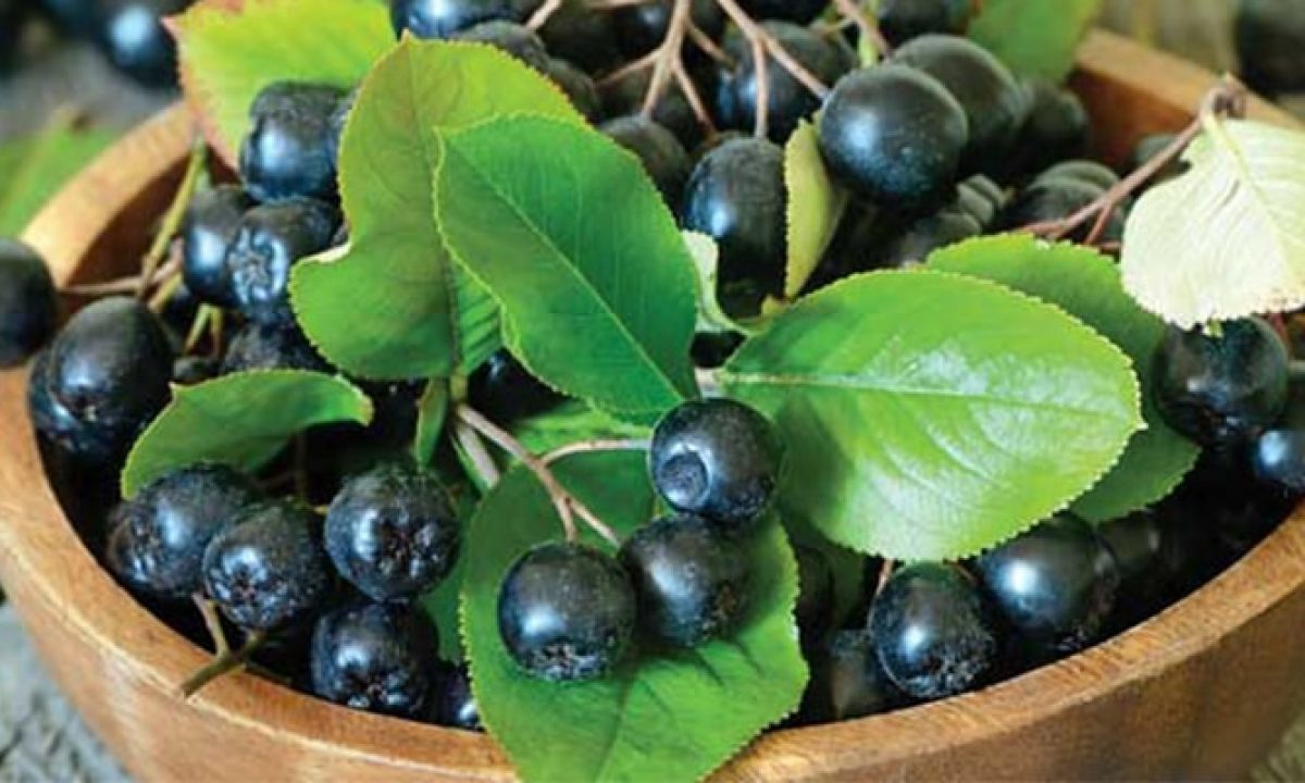 Aronia mix 0.50 -0.60 m / Aronia mix /