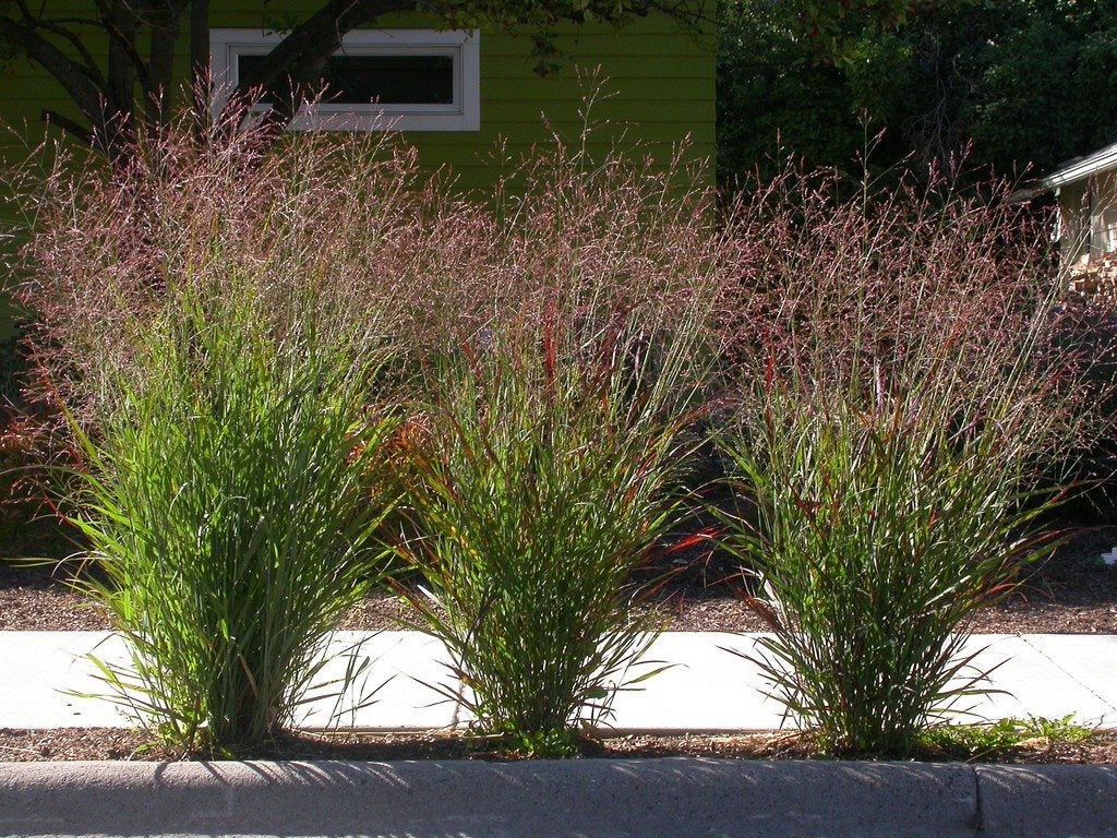 Panicum virgatum "Hot Rod" 0.20 - 0.30 m