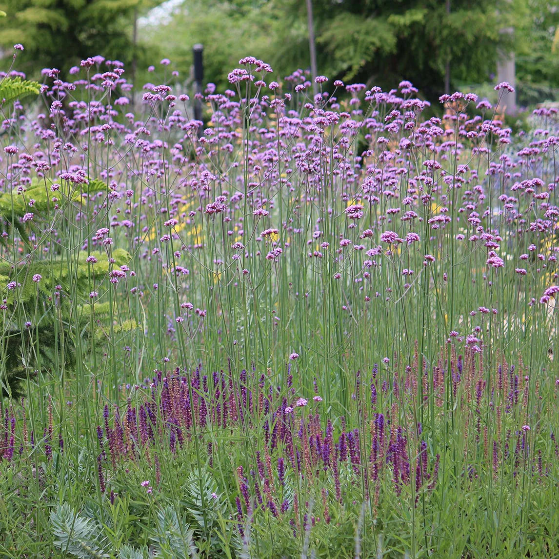 Verbena bonariensis 0.30 - 0.40 m