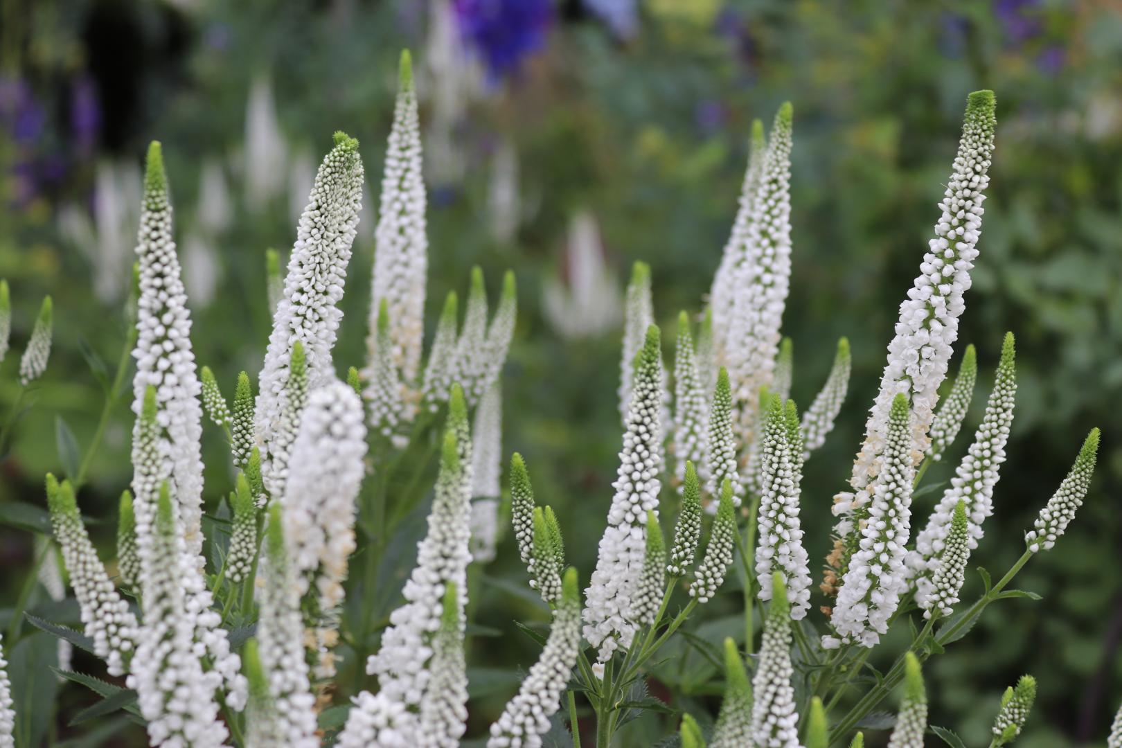 Veronica spicata "First Lady" 0.10 - 0.20 m