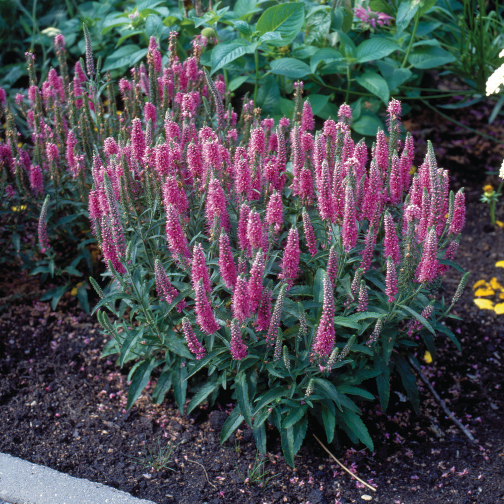 Veronica "Rose Zwerg" 0.10 - 0.20 m