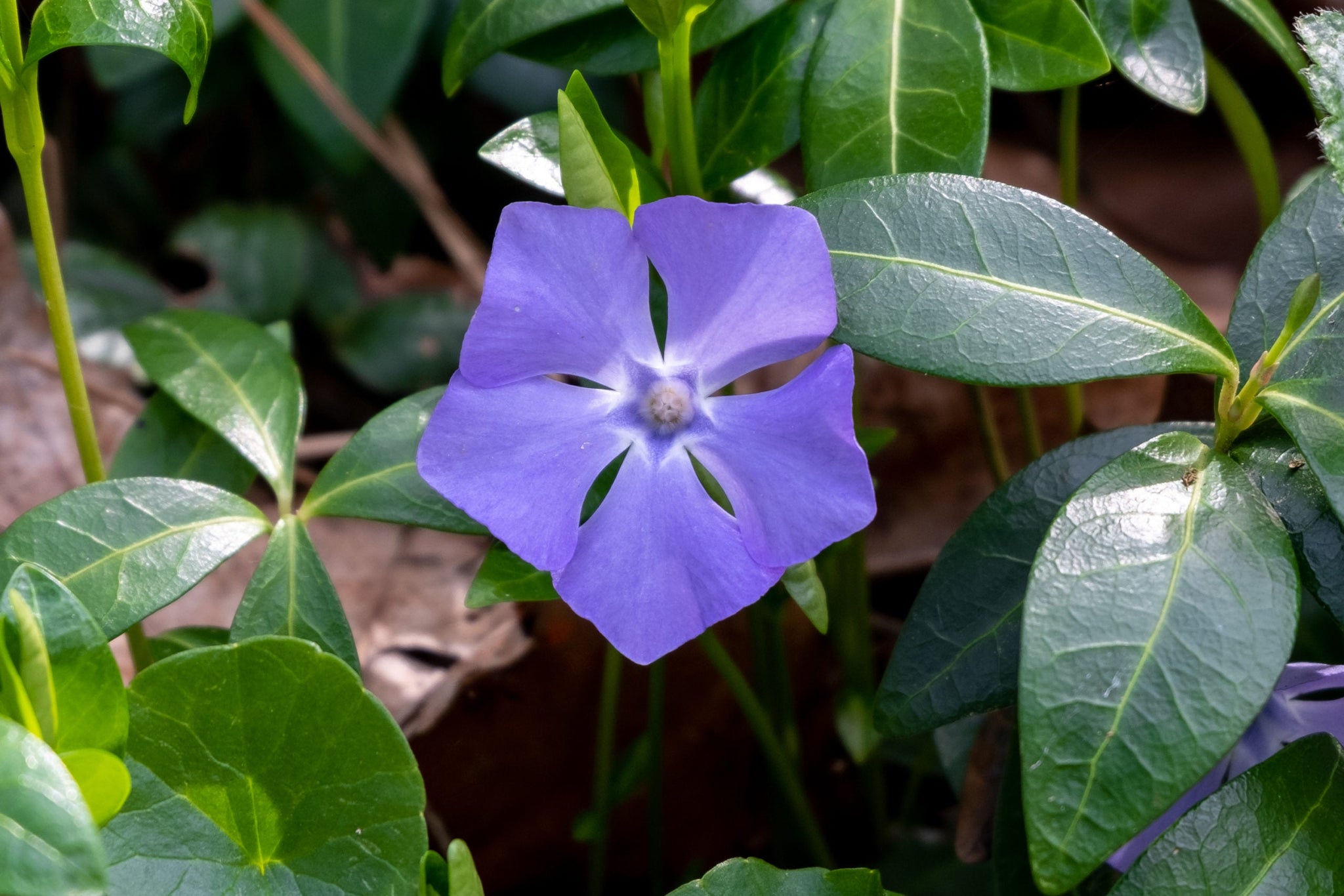 Vinca minor 0.20 - 0.40 m