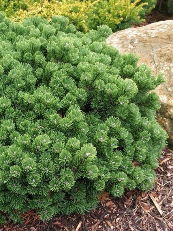 Pin pitic "Sherwood Compact" 0.20 - 0.25 m / Pinus mugo "Sherwood Compact"/