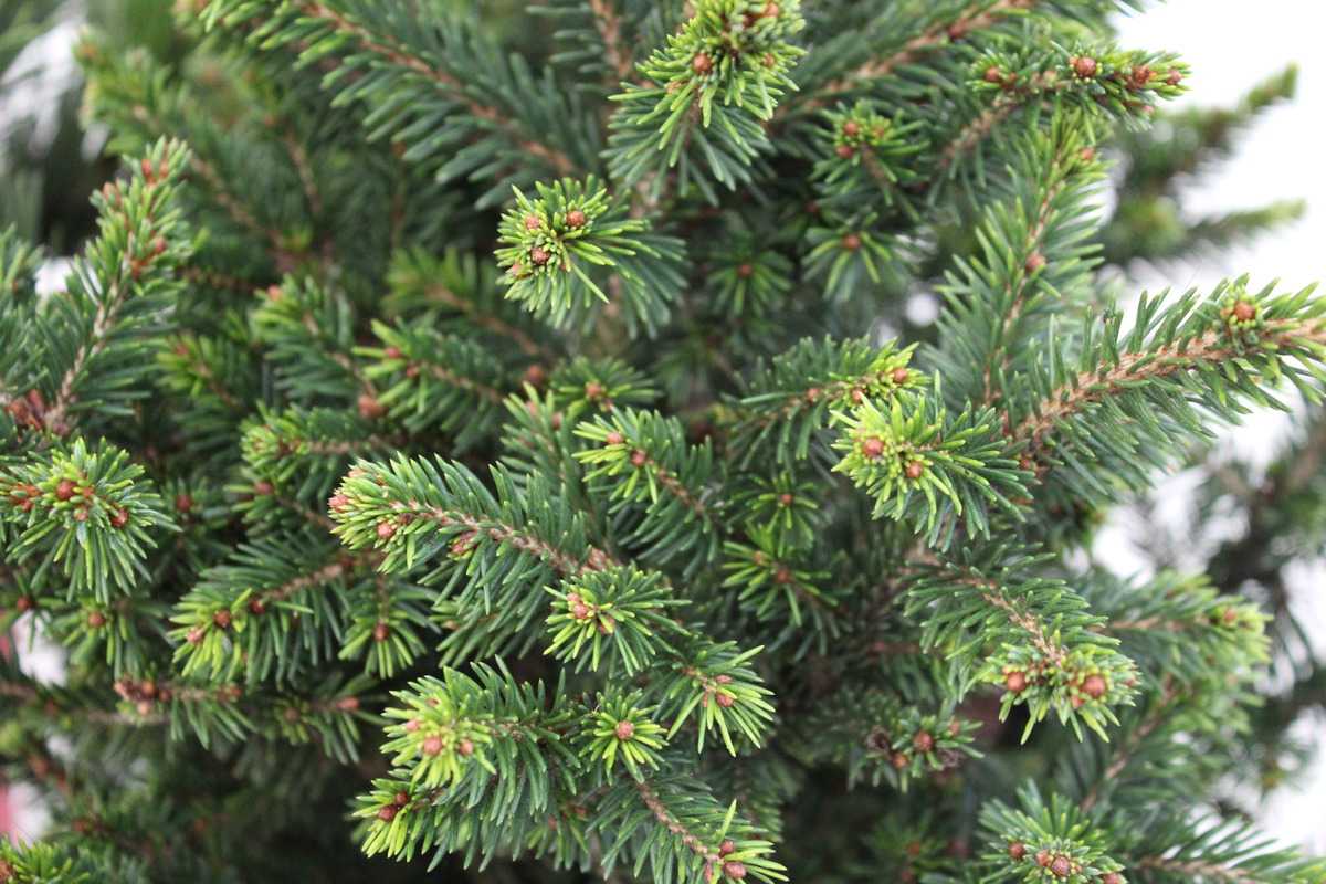 Molid "Wills Zwerg" 0.80 - 1.20 m / Picea abies "Wills Zwerg"/
