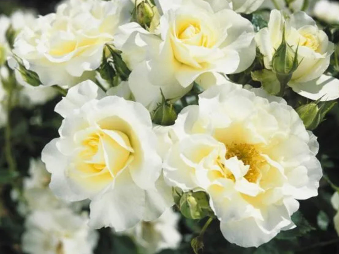 Trandafir pe picior "White Meilove" 1.20 - 1.30 m (Rosa "White Meilove")
