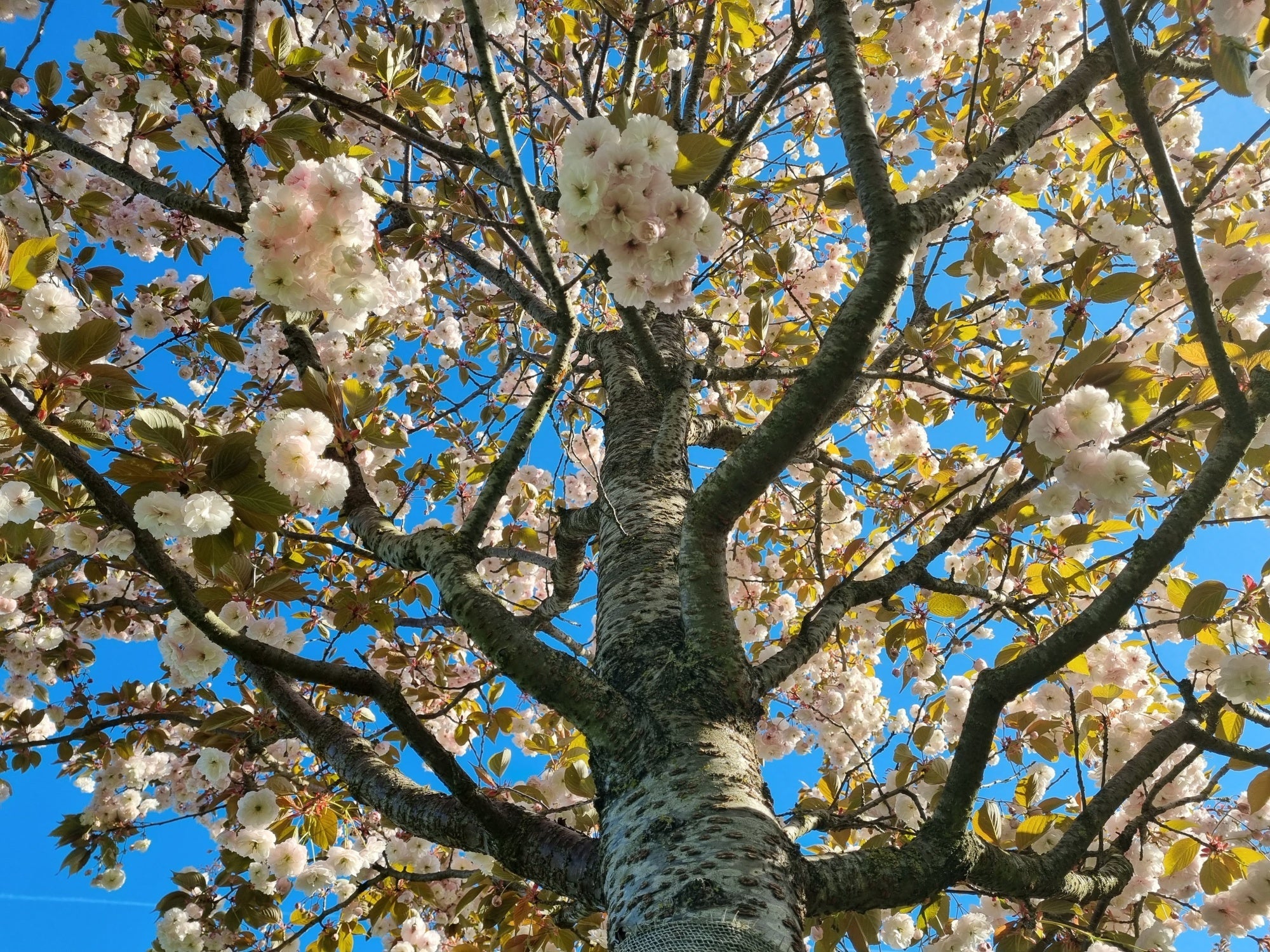 Cires japonez "Shirofugen" 2.00 - 2.50 m / Prunus serrulata "Shirofugen" /