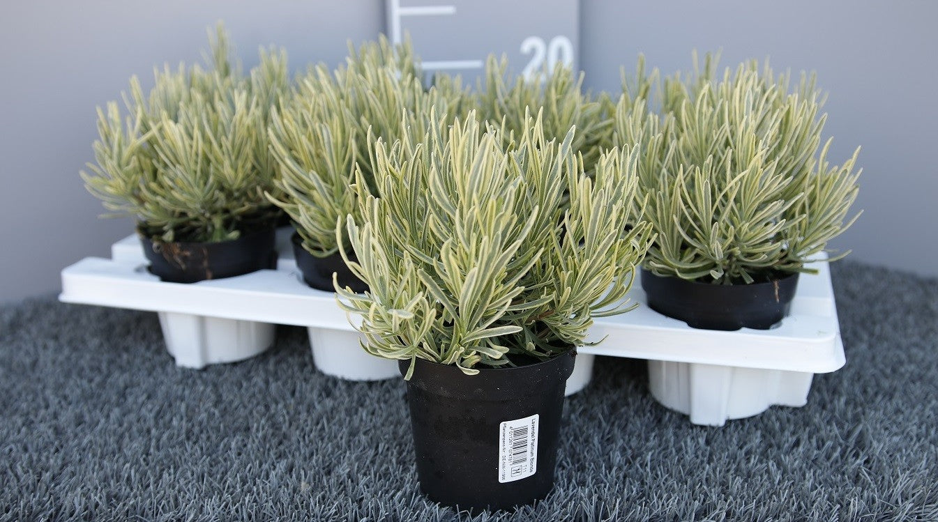 Lavanda "Platinum Blonde" 0.10 m / Lavandula angustifolia "Platinum Blonde"/