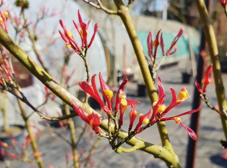 Artar japonez "Higasayama" 1.20 - 1.50 m / Acer palmatum "Higasayama"/
