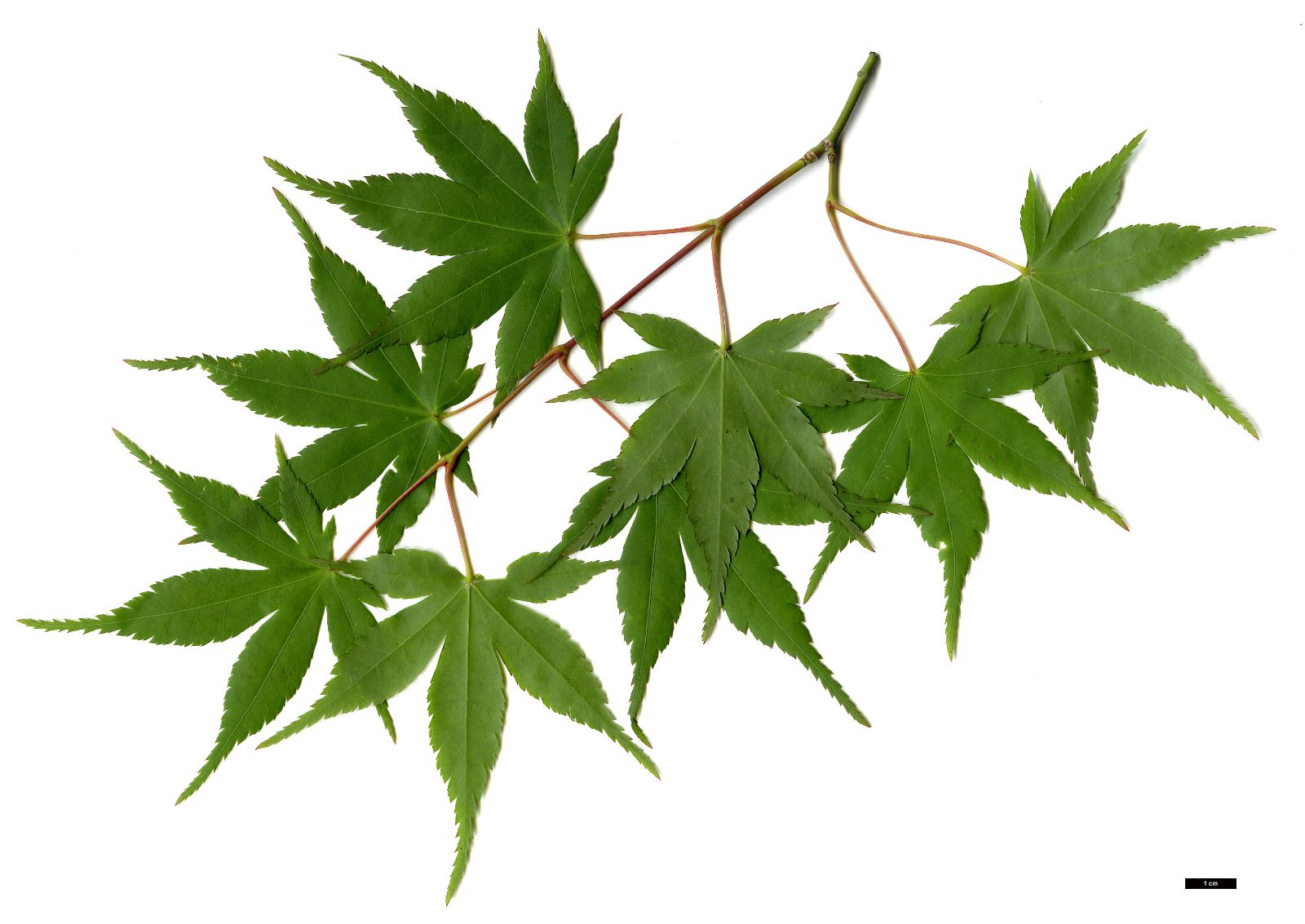 Artar japonez 1.75 - 2.00 m / Acer palmatum /